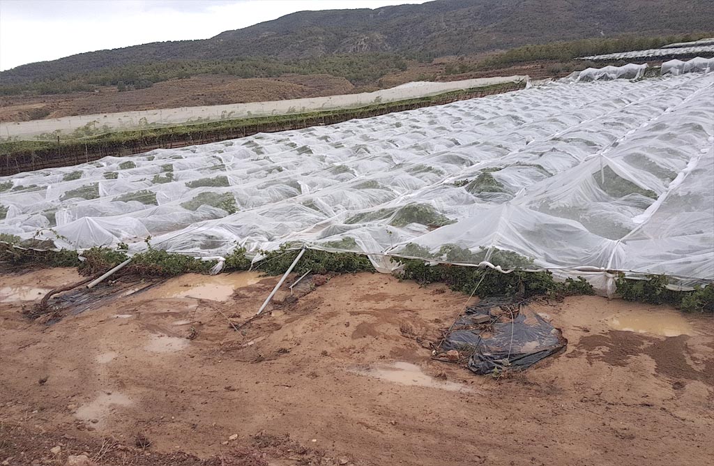 Varios parrales totalmente derribados en Aledo por el granizo y el viento